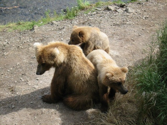 1024px-Katmai_Sow_and_Cubs-580x435.jpg