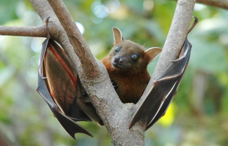 Greater short-nosed fruit bat (Cynopterus sphinx)