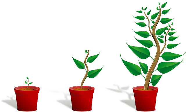 Sapling, Plant, Growing