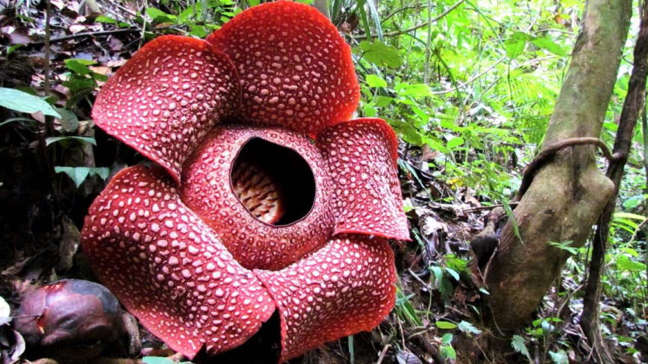 Taman Cagar Alam Pangandaran, Wisata Edukasi Flora dan Fauna - Velopedia
