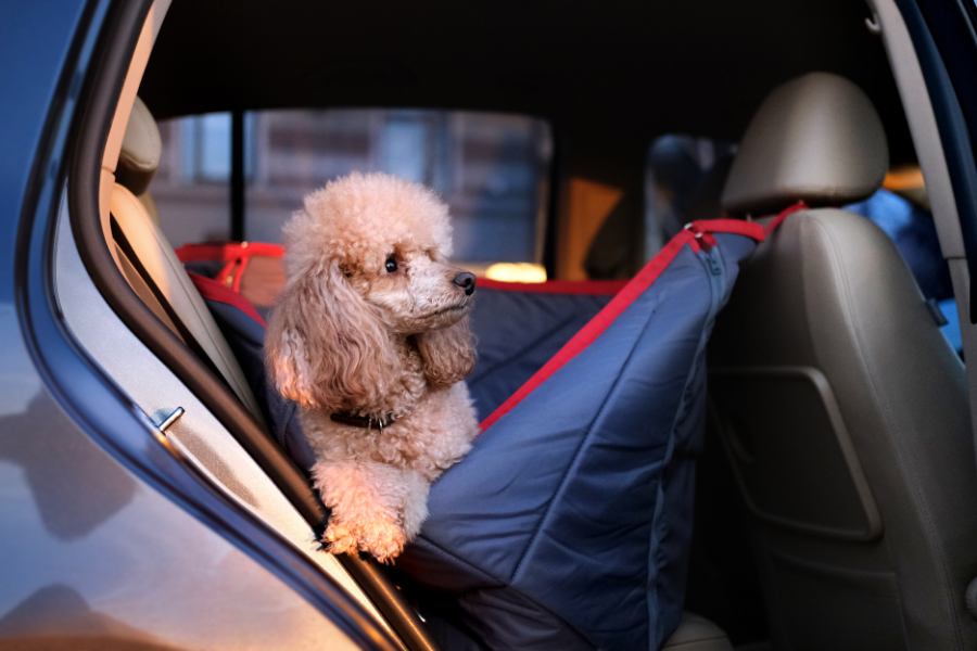 How To Keep A Clean Car After Driving With Your Dog | Happy Puppy Tips