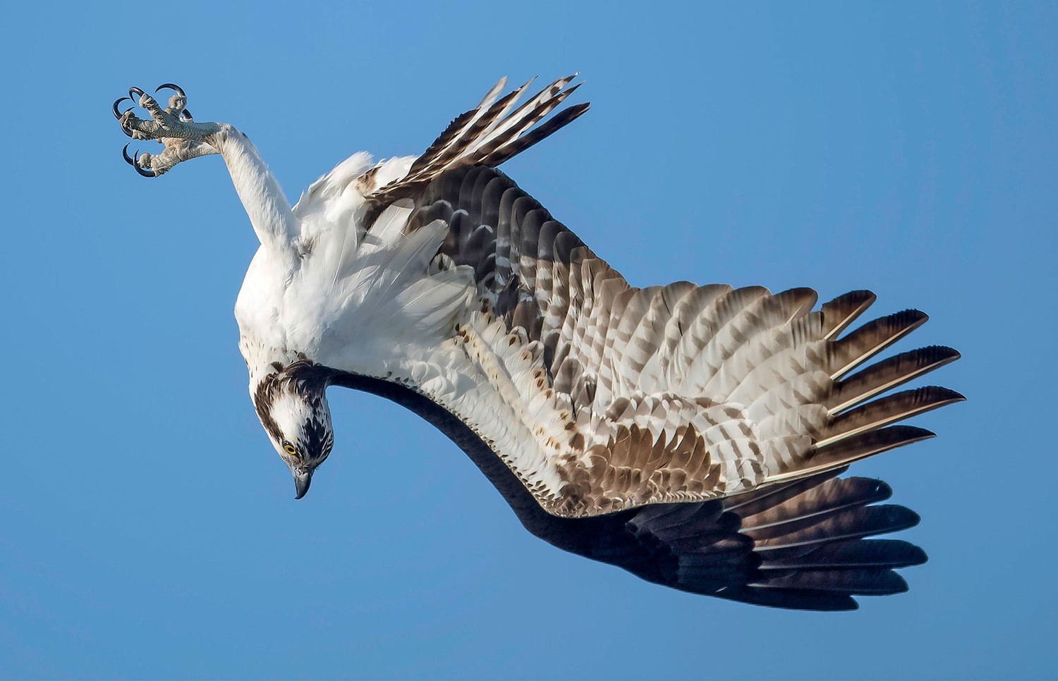 Los ganadores de la undécima competencia anual de los Premios Audubon Photography.