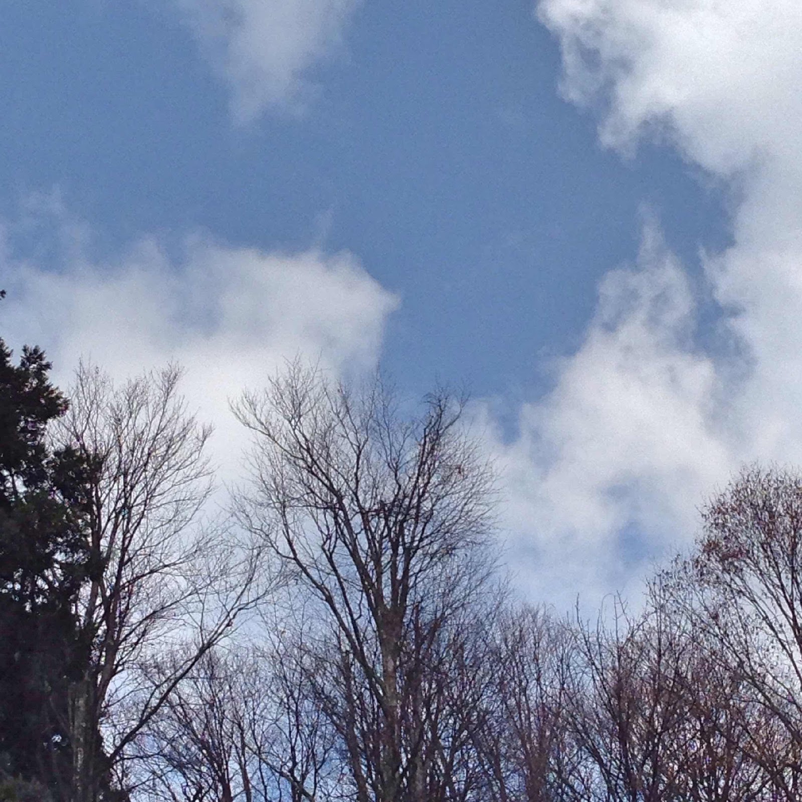 木々と空