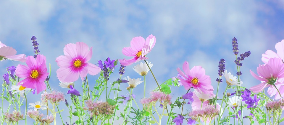 Wild Flowers, Flowers, Plant,