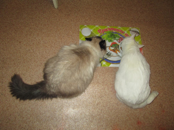 поговорим о кошках