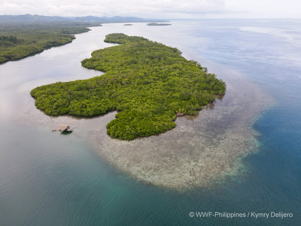 <h1>Building a stronger and more climate-resilient future for communities in Palawan through mangroves</h1><p style=