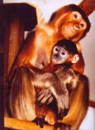 Hybrid offspring of male Douc langur and this female Proboscis monkey. (Courtesy Dr. Tilo Nadler, Cuc Phuong , Vietnam. The animal was at Erfurt Zoo in Germany)