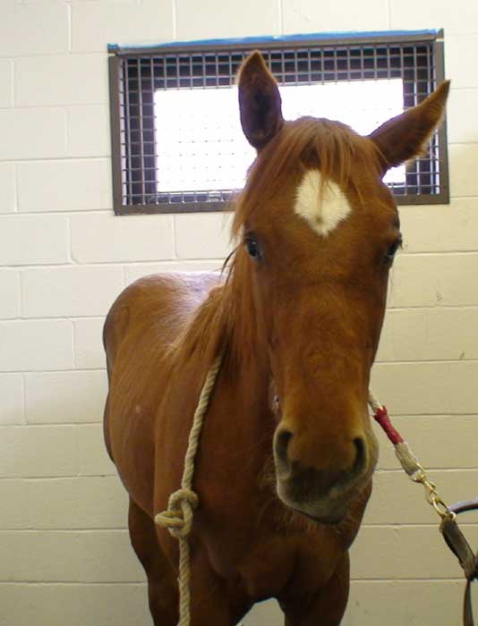 The yearling pictured has a right-sided muzzle deviation, drooping of the left ear, and ptosis of the left eyelid. These changes are indicative of damage to the left CN VII with subsequent muzzle deviation toward the unaffected side.