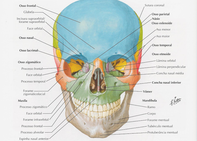Crescimento da cabeça (crânio) maxila e mandíbula e sua relação