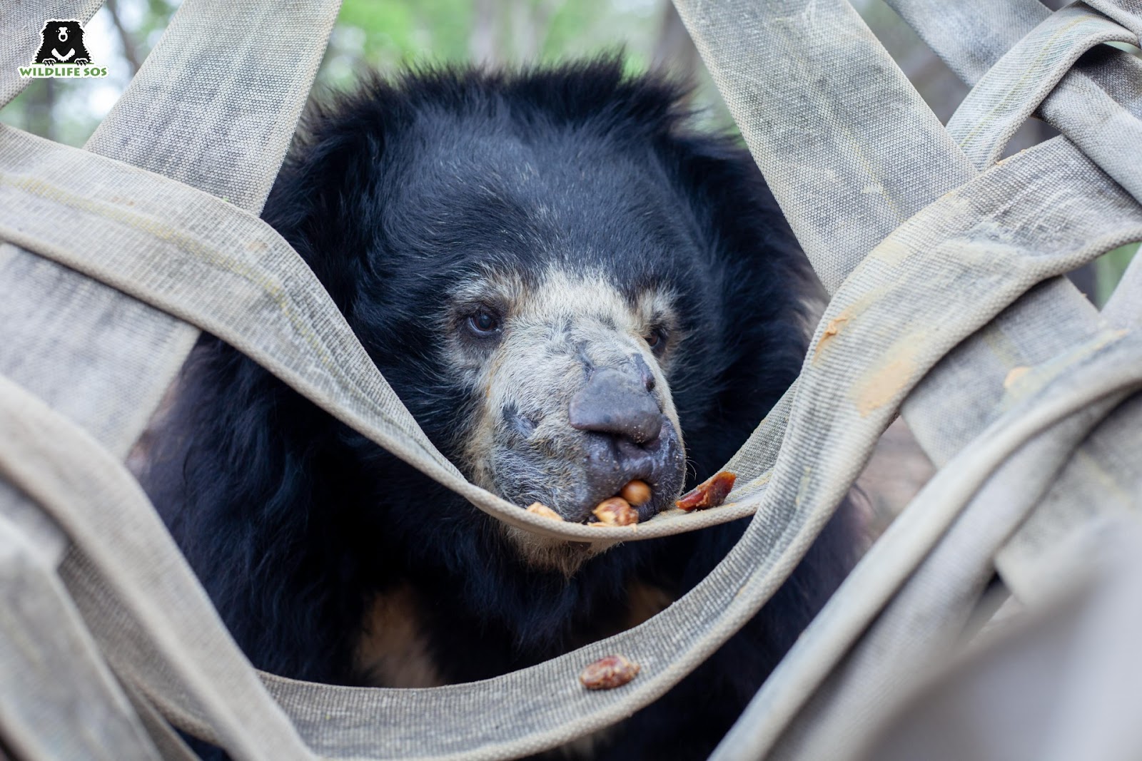 sundari consuming dates