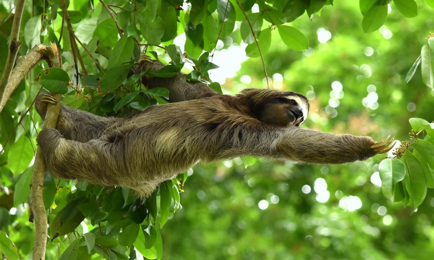 Get nose to snout with sloths in Costa Rica (Shutterstock)