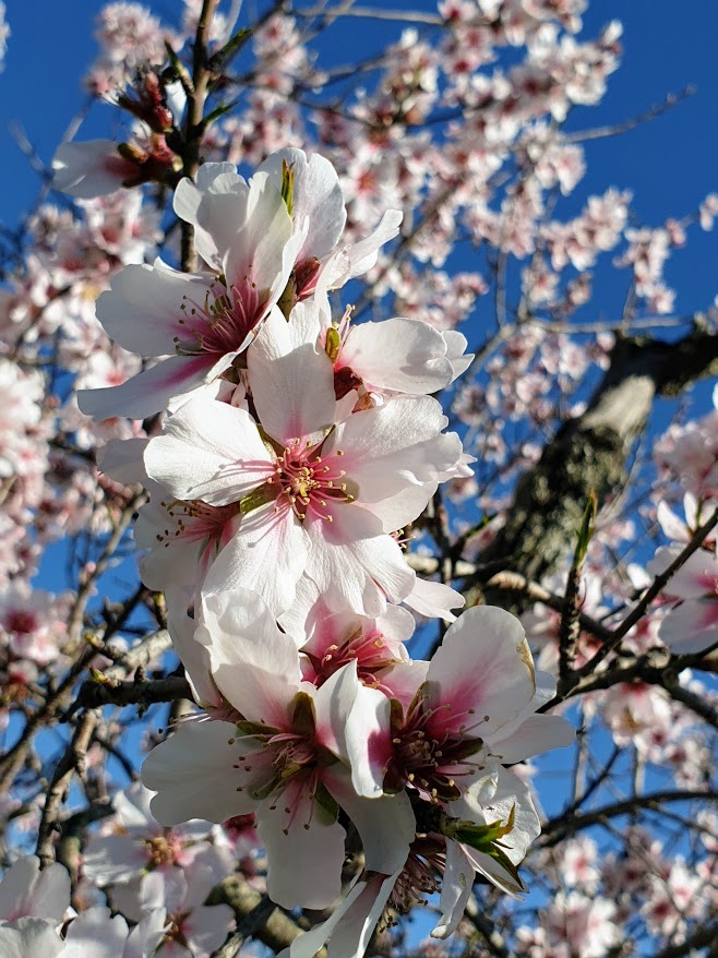 manteli kukkii, almond blossom, Tammikuinen mantelipuu, Algarve
Appelsiininkukka, UNKNOWN PORTUGAL 