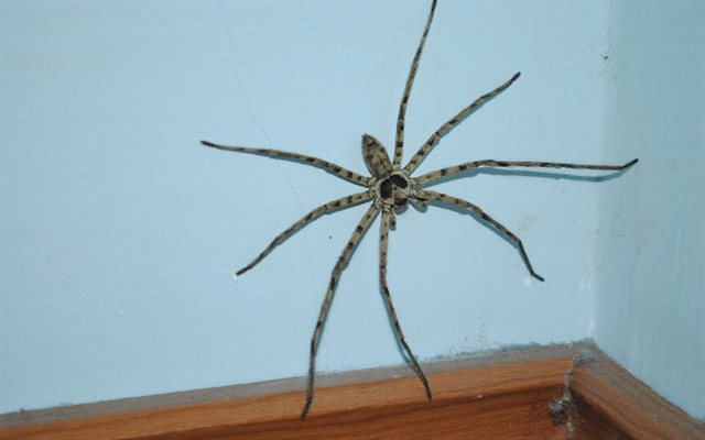 Tổng quát về loài nhện nhà
