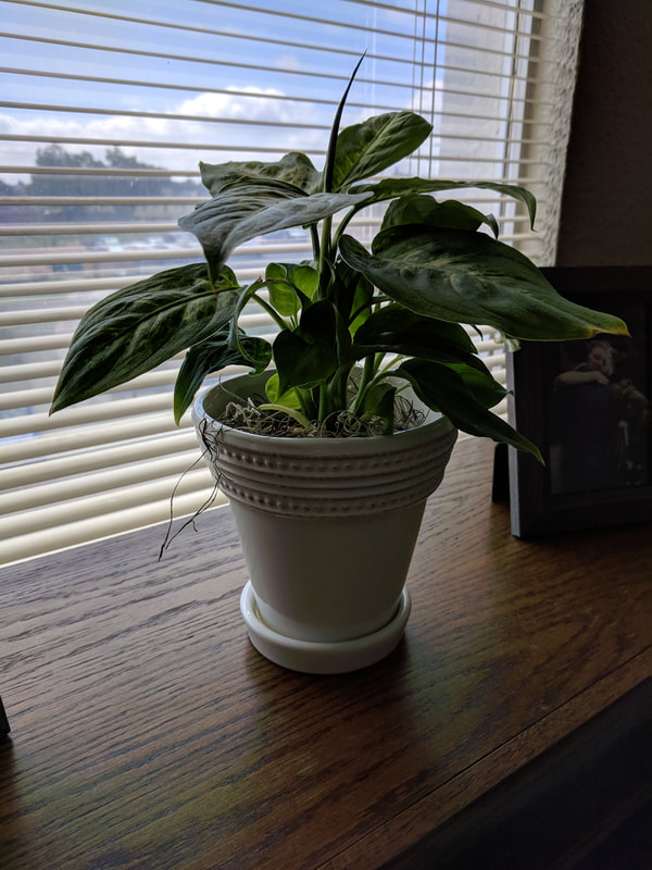 I had an epiphany today and noticed the stark similarities between caring for a plant to help it thrive--not just survive--and Intuitive Eating.