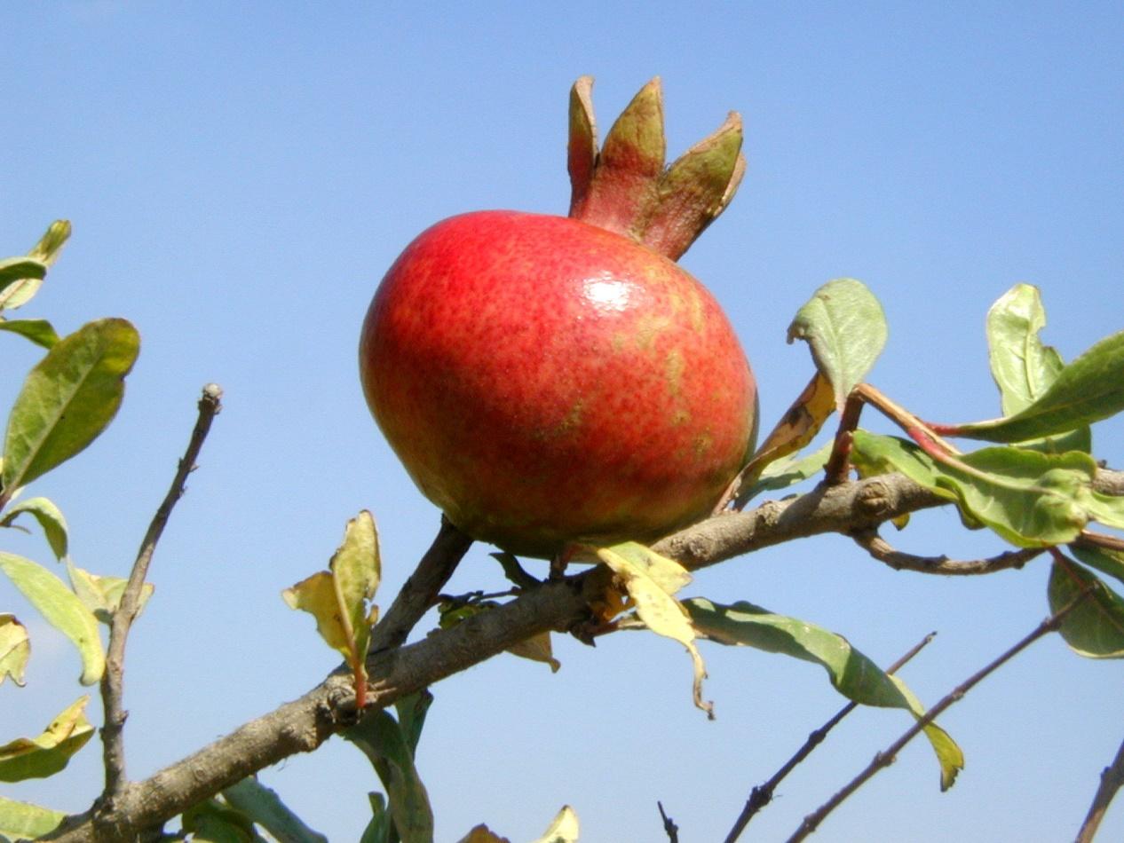 P7240002