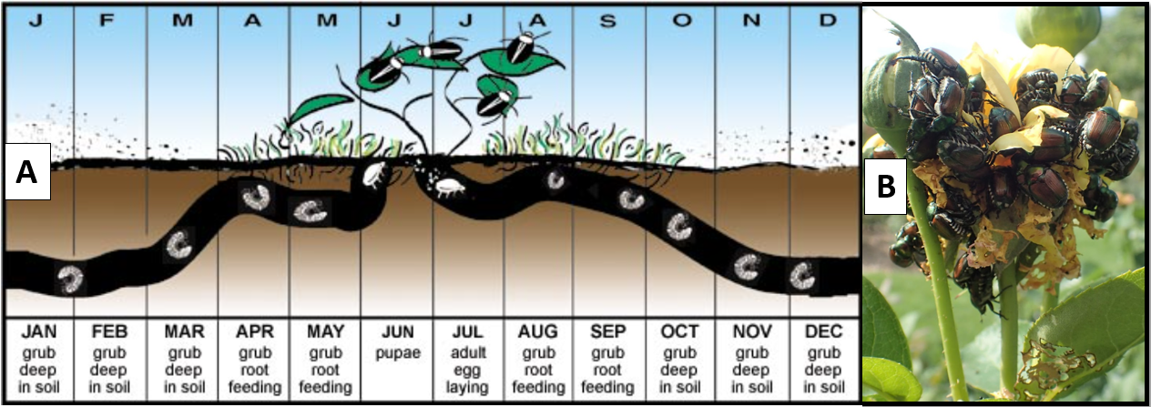 Japanese beetle life cycle -  Japanese beetle adults feeding