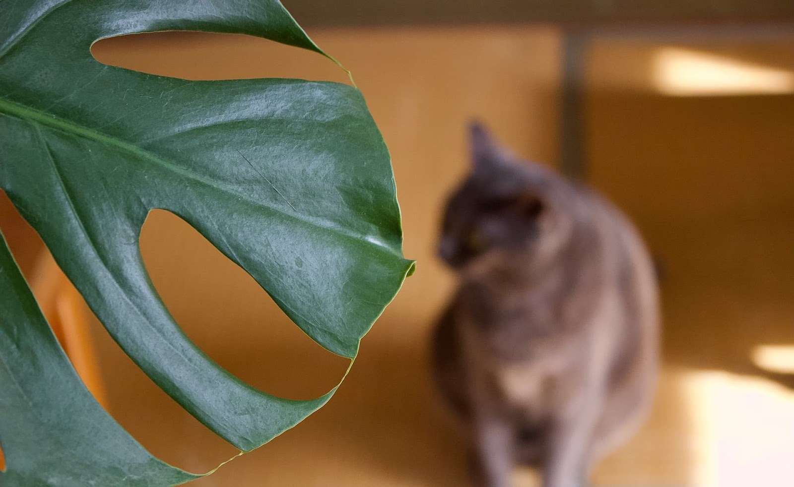 how to keep your cat out of your houseplants