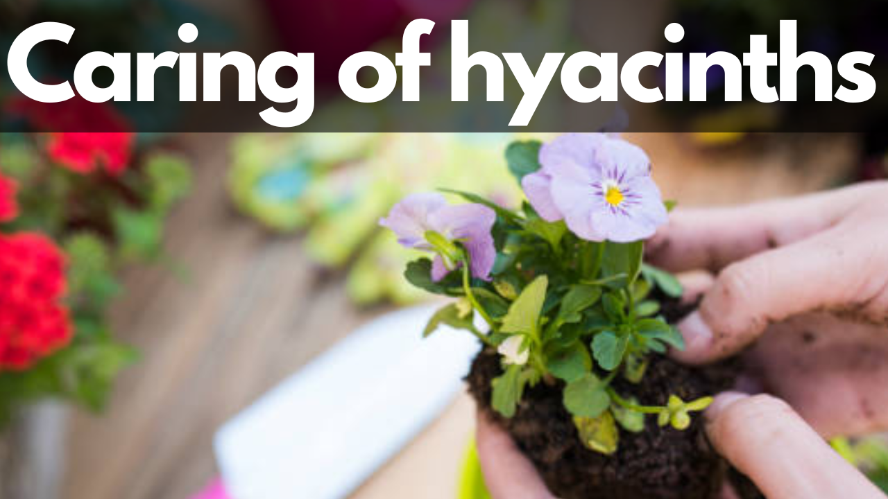 Caring for Hyacinths