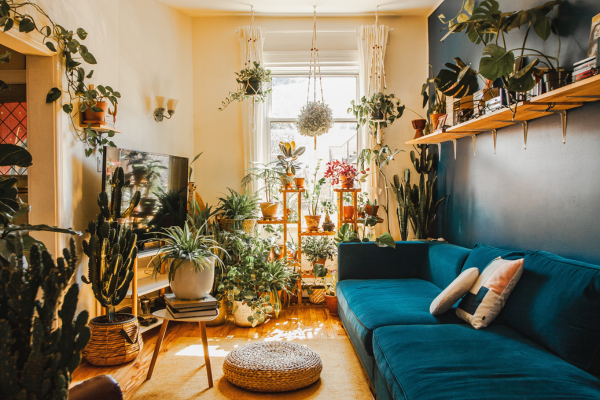 Plants on shelves and sofa