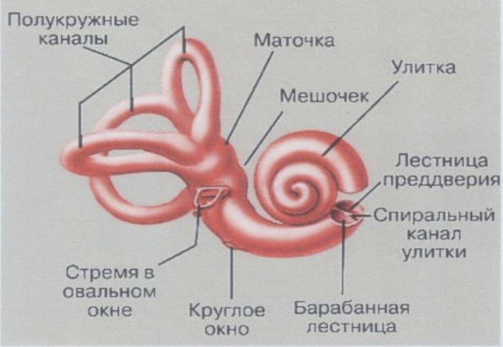 D:\Муз.геометрия мира.Музыкаи мы копия\Тетр.1.Рис.51.Вестиб.аппарат.2.Интернет..JPG