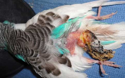 Uropygial gland tumor in a budgie  
