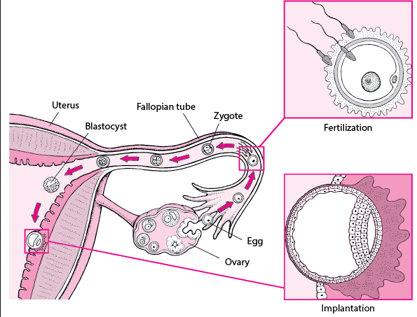 zygote formation