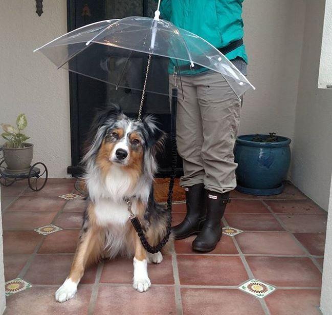 Dog Umbrella and Leash