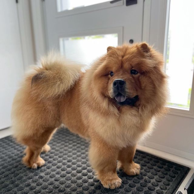 Chow - Breed that Look Like Red Cantonese Bear Dogs