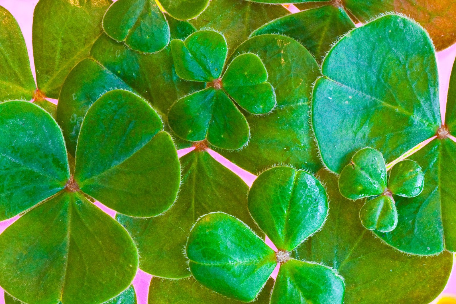 https://get.pxhere.com/photo/plant-leaf-flower-petal-green-herb-symbol-holiday-botany-clover-ireland-lucky-traditional-irish-flowering-plant-shamrocks-st-patrick's-day-annual-plant-land-plant-st-paddy's-day-1287159.jpg