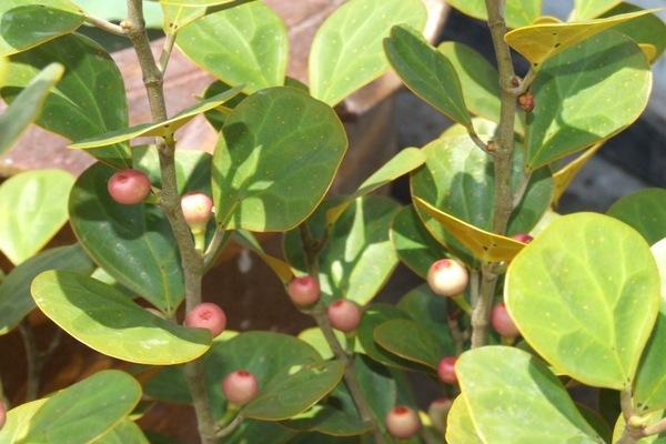 4. ต้นสาริกาลิ้นทอง (Mistletoe Rubber Plant)