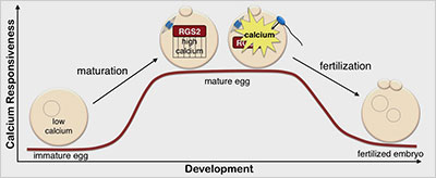 A graphic showing the RGS2 process.