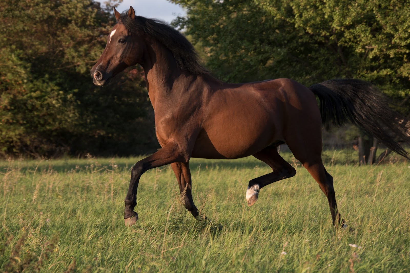 horse trotting in open field