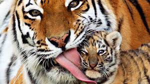 Image result for Pictures on tigers