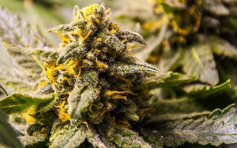 What is HHC? 5 Important Things You Must Know Now Before Buying - Dreamer  Cannabis