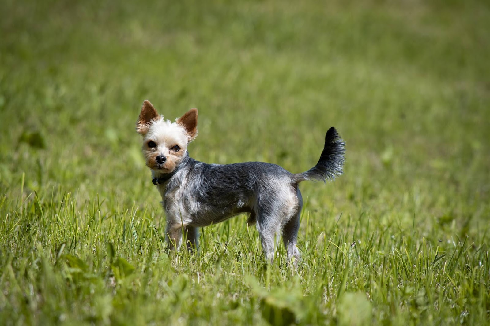 Are Yorkies Hunting Dogs?