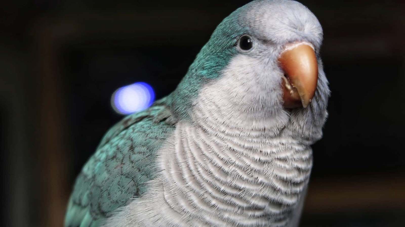 Blue Quaker Parrot, Quaker Parrot Color
