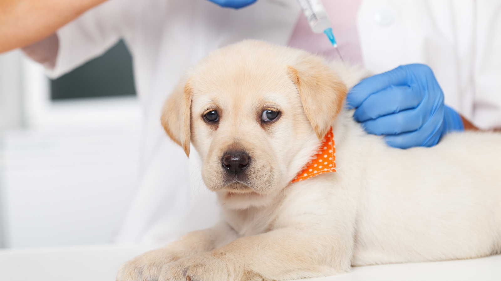 Puppies begin to receive vaccinations as early as 6 to 8 weeks and then every three weeks until they are 16 weeks. old. 