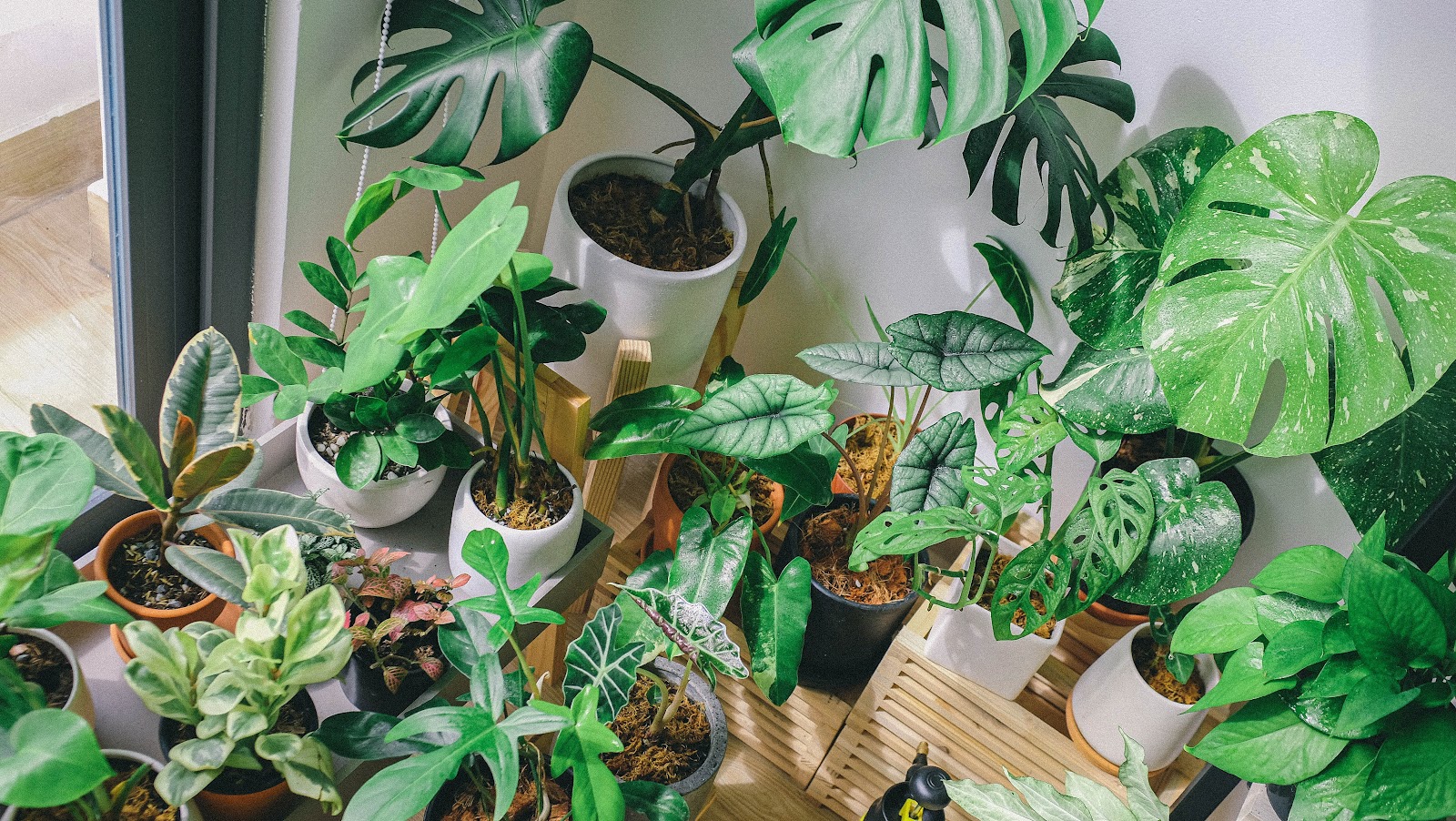When it comes to livening up a home, indoor plants tend to bring a bit more to your space than most people realize, and here are 4 indoor plants for beginners
