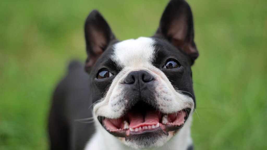 Boston Terriers are easy to train and do not shed as much compared to other dogs.