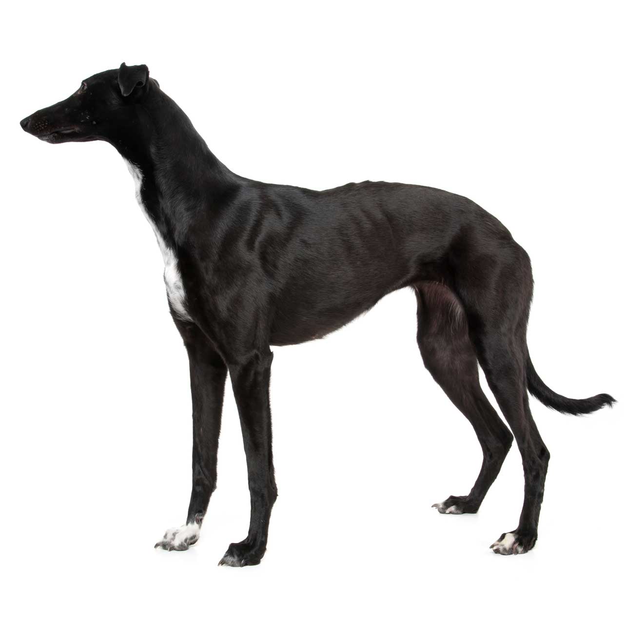 a dog breed called whippet