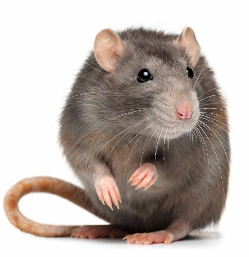Đặc điểm về loài chuột