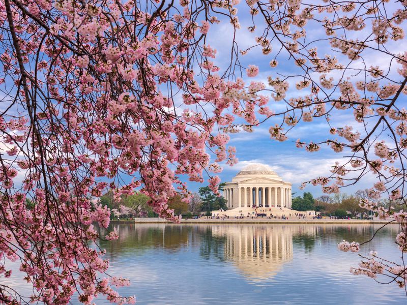 Image result for cherry blossom season in dc