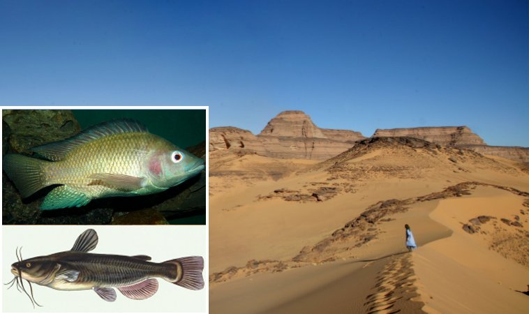 Descoberta de peixes no Saara - O que mais é enterrado sob a areia?