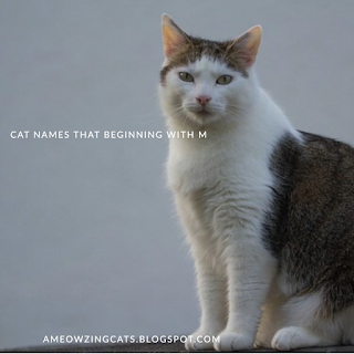 Cat Names That Start With M