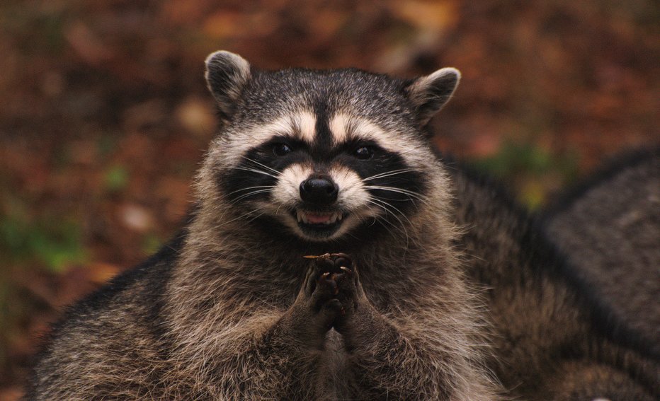 Can Raccoons Open Doors