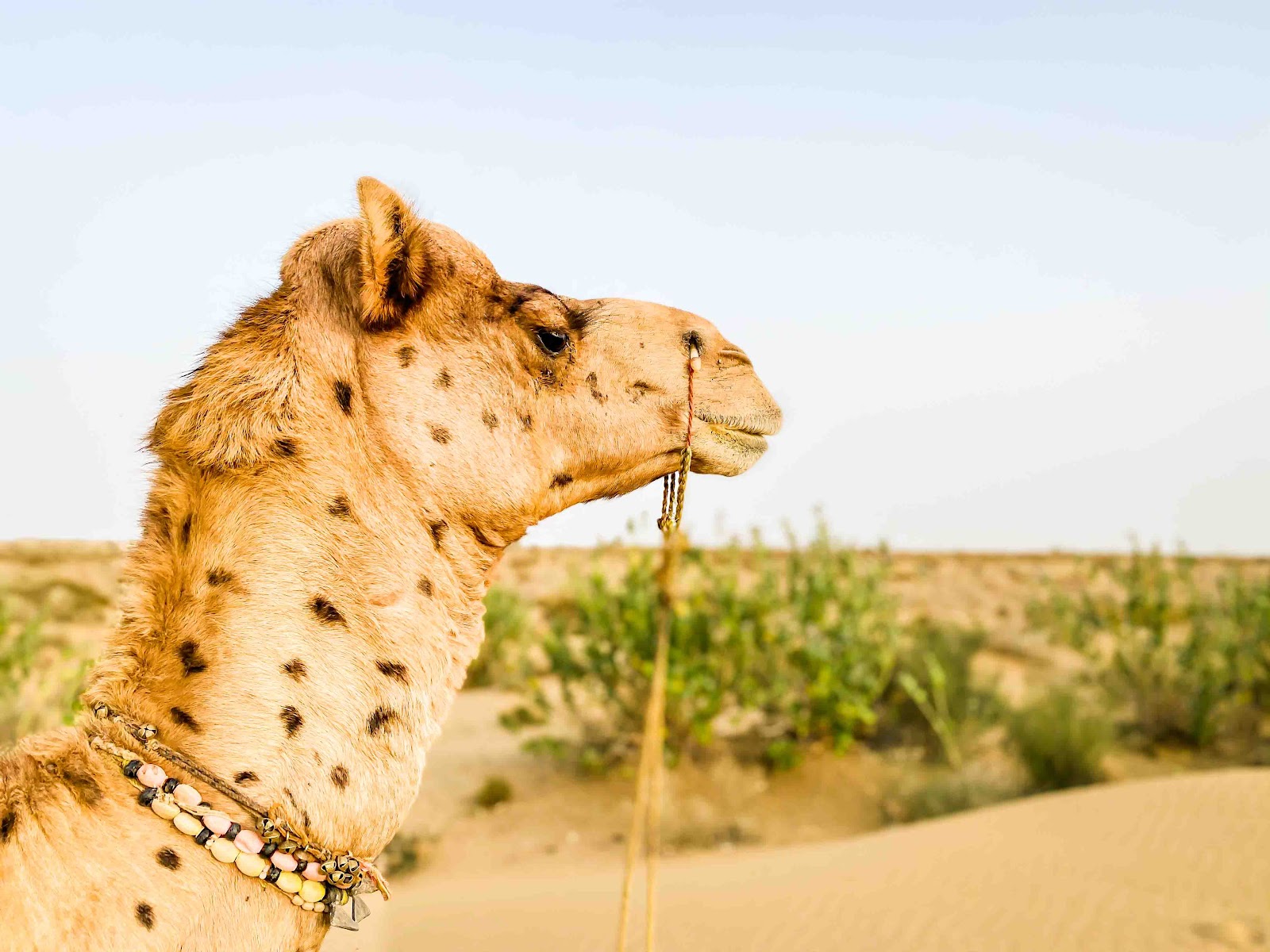 【印度賈沙梅爾】黃金之城 Jaisalmer騎駱駝、睡沙漠體驗兩天一夜，交通、店家推薦、費用全攻略 一覽滿天星斗絕無遺憾｜三八旅客