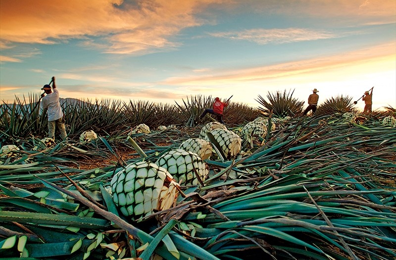 Top Tequila Distilleries and Denver Tequila
