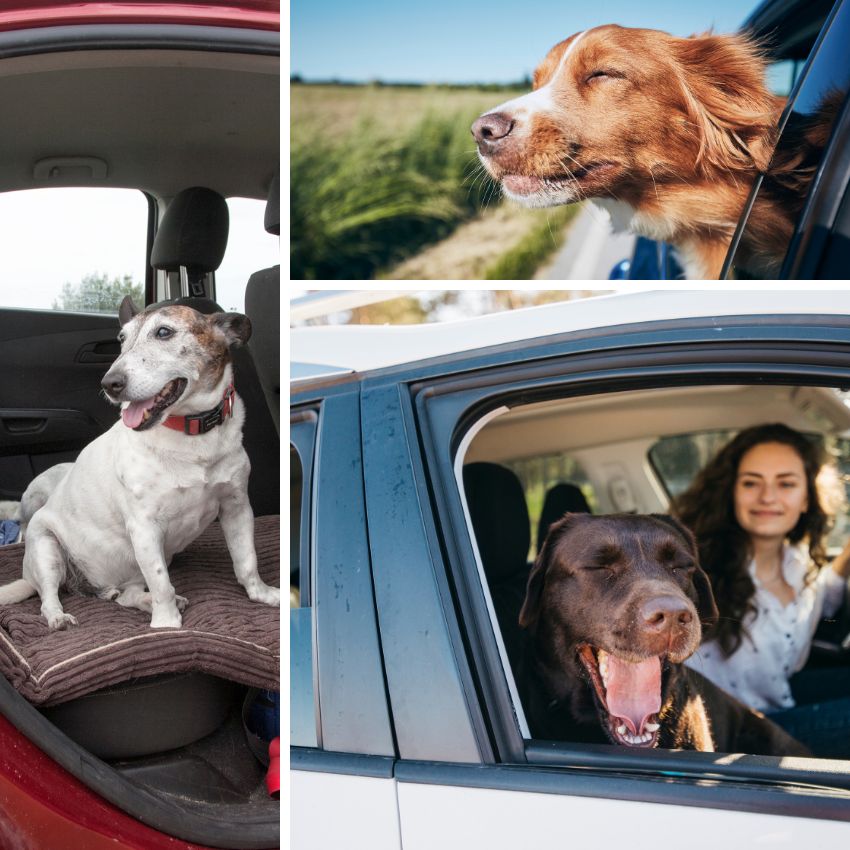 Traveling the Pan American Highway With Your Dog (Practical Guide)