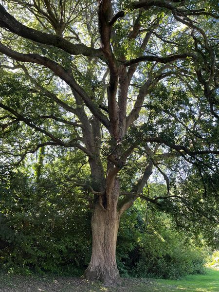 A magnificent oak tree in Dartmoor, England