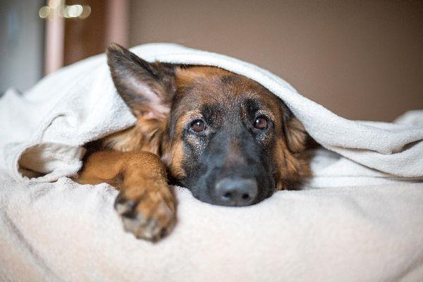 Can Dogs Get Diabetes? Let's Discuss Canine Diabetes